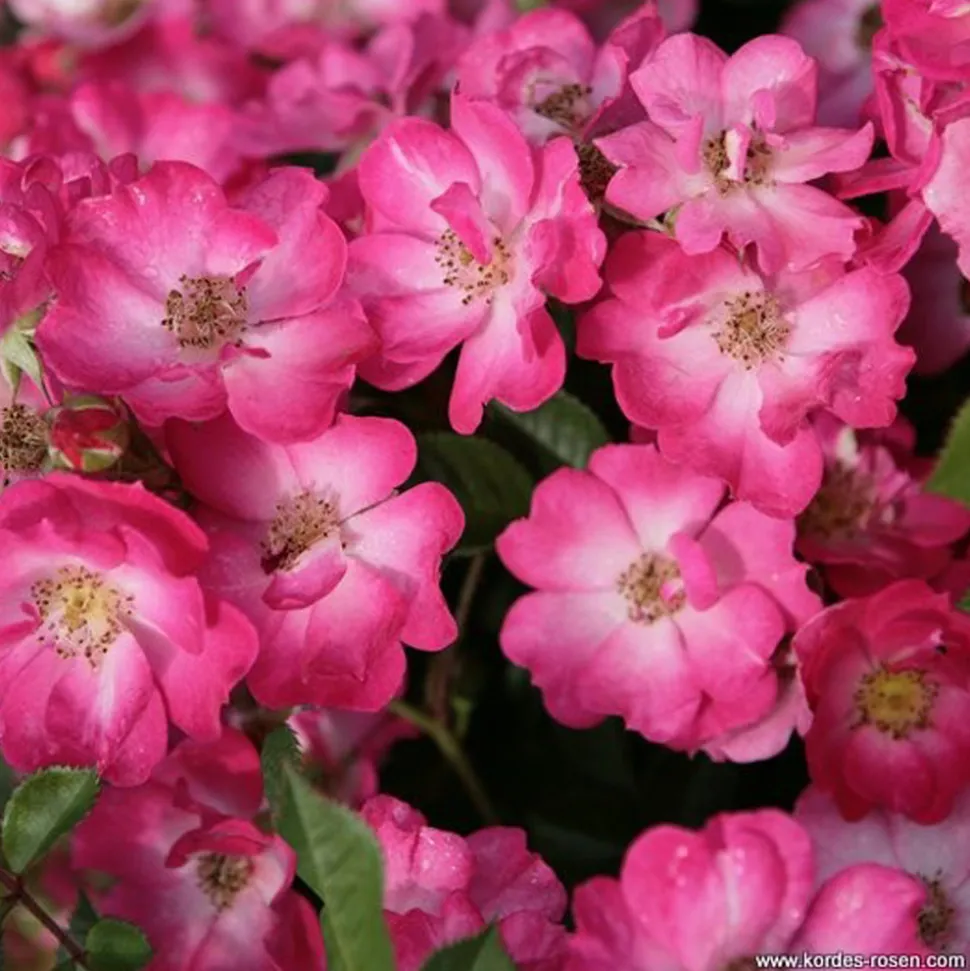 ARBORIX - Kordes nectar rosier - rosa 'lupo'®