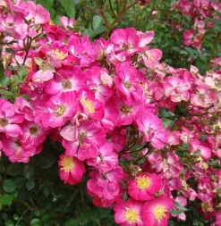 ARBORIX - Kordes nectar rosier - rosa 'lupo'®