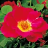 ARBORIX - Kordes nectar rosier - rosa 'weg der sinne'®