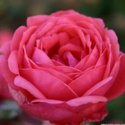 ARBORIX - Kordes parfuma® rosier - rosa 'garten princess marie josé'®