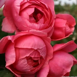 ARBORIX - Kordes parfuma® rosier - rosa 'garten princess marie josé'®