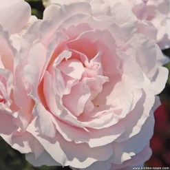 ARBORIX - Kordes parfuma® rosier - rosa 'constance mozart'®