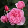 ARBORIX - Kordes parfuma® rosier - rosa 'kiss me kate'®