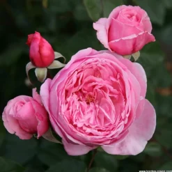 ARBORIX - Kordes parfuma® rosier - rosa 'kiss me kate'®