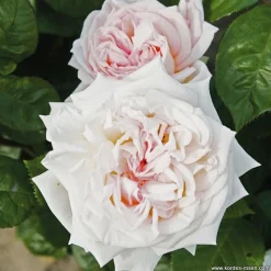 ARBORIX - Kordes parfuma® rosier - rosa 'madame anisette'®