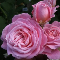 ARBORIX - Kordes parfuma® rosier - rosa 'rosengräfin marie henriëtte'®