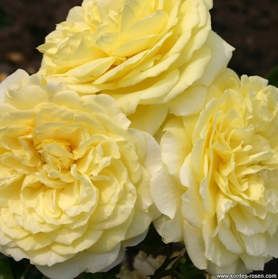 ARBORIX - Kordes rigo-rosier - rosa 'solero'®