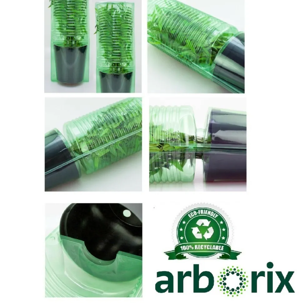 ARBORIX - Kordes rigo-rosier - rosa 'solero'®