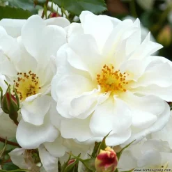 ARBORIX - Kordes rigo-rosier - rosa 'diamant'