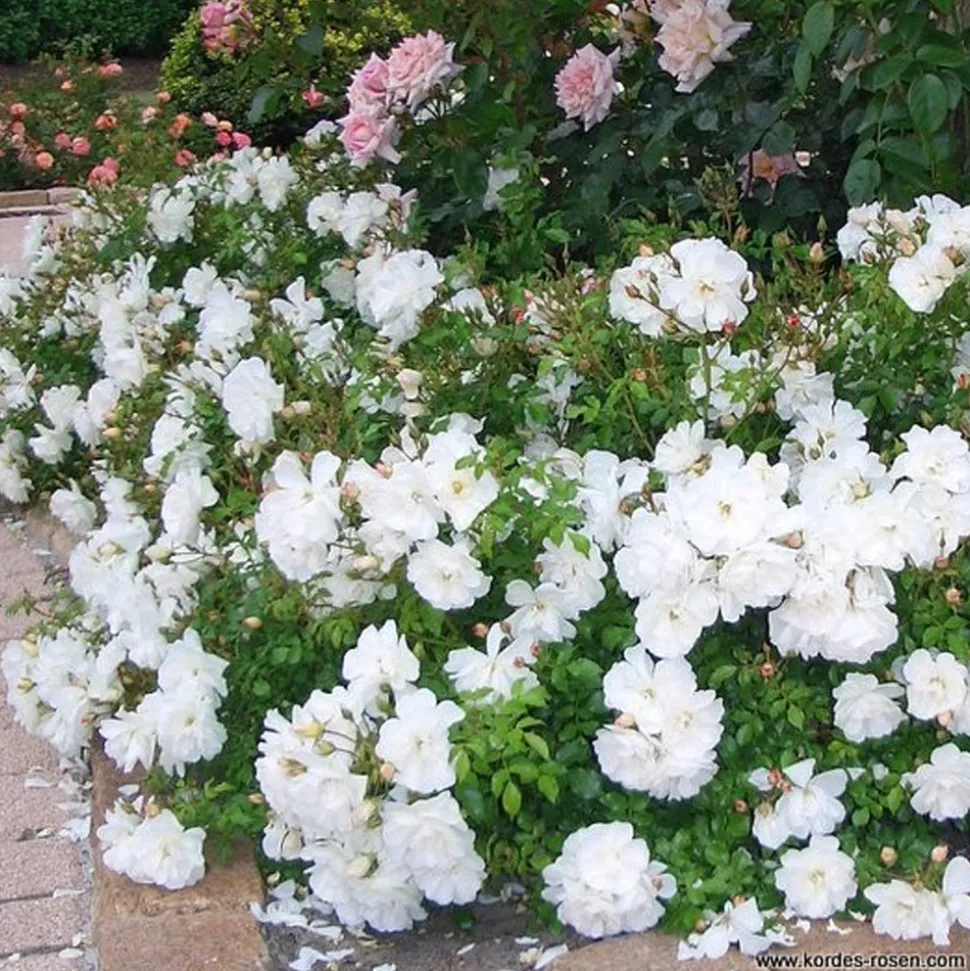 ARBORIX - Kordes rigo-rosier - rosa 'diamant'