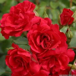 ARBORIX - Kordes rigo-rosier - rosa 'rotilia'®