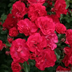 ARBORIX - Kordes rigo-rosier - rosa 'rotilia'®