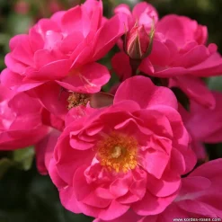 ARBORIX - Kordes rigo-rosier - rosa 'neon'®