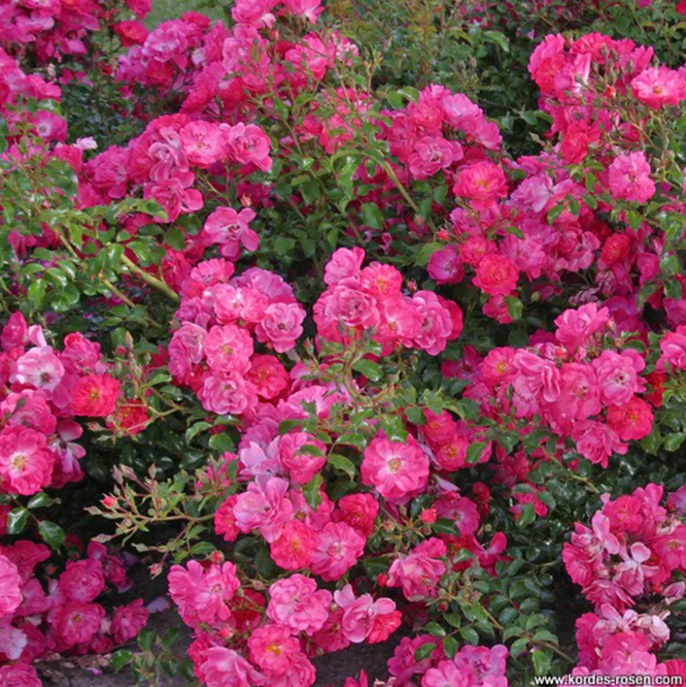 ARBORIX - Kordes rigo-rosier - rosa 'neon'®