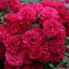 ARBORIX - Kordes rigo-rosier - rosa 'gärtnerfreude'®