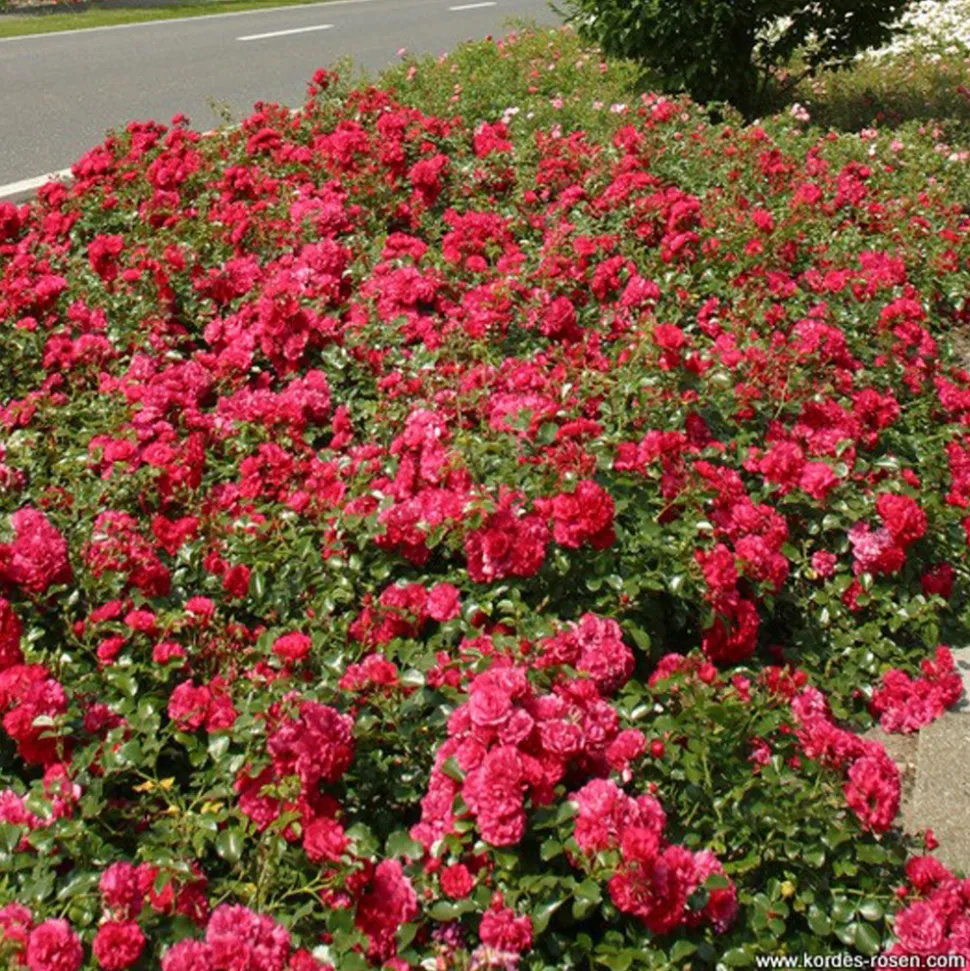 ARBORIX - Kordes rigo-rosier - rosa 'gärtnerfreude'®