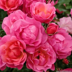 ARBORIX - Kordes rigo-rosier - rosa 'maxi vita'®