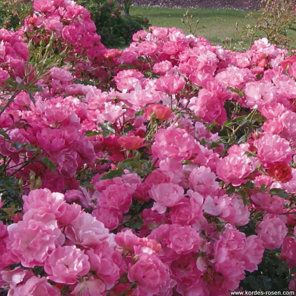 ARBORIX - Kordes rigo-rosier - rosa 'maxi vita'®