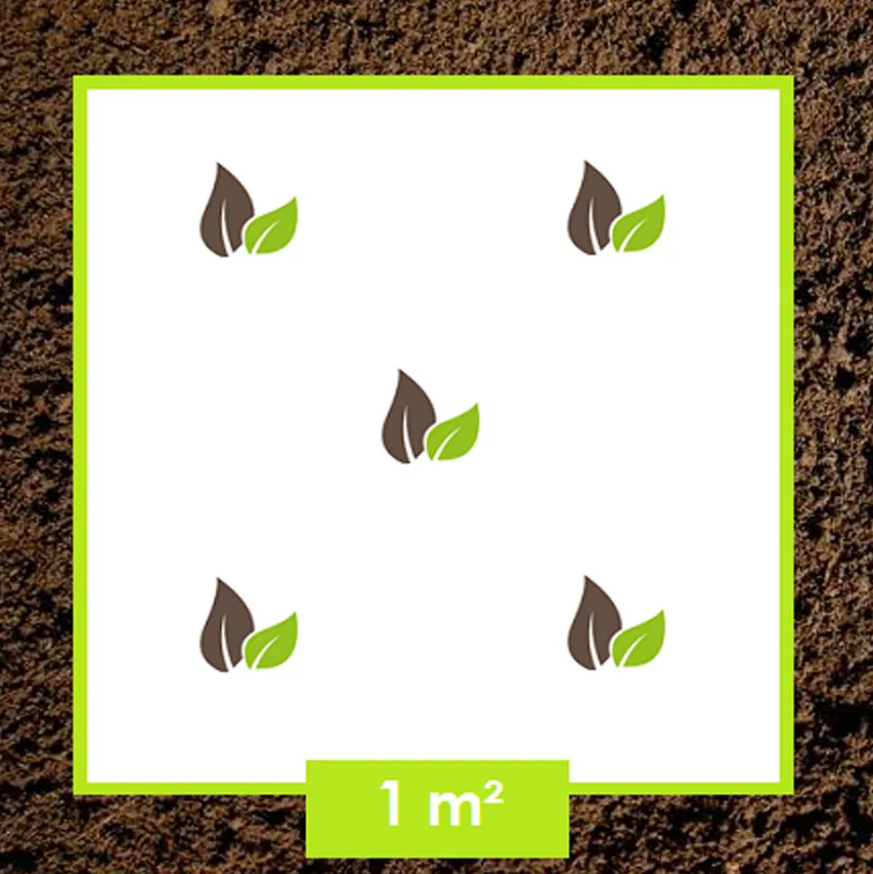 ARBORIX - Kordes rigo-rosier - rosa 'maxi vita'®