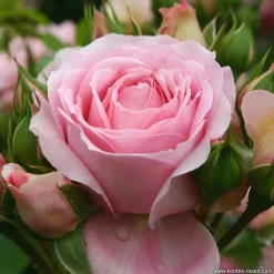 ARBORIX - Kordes rose des fées - rosa 'rosenfee'®