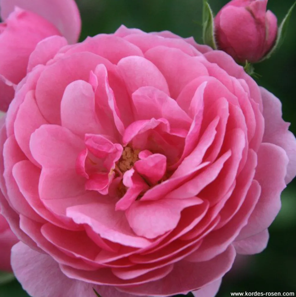 ARBORIX - Kordes rose des fées - rosa 'pomponella'®