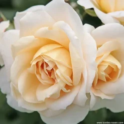 ARBORIX - Kordes rose des fées - rosa 'lions - rose'®