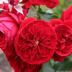 ARBORIX - Kordes rose des fées - rosa 'rötkäppchen'®