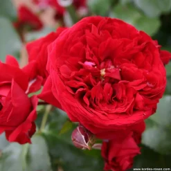 ARBORIX - Kordes rose des fées - rosa 'rötkäppchen'®