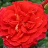 ARBORIX - Kordes rose des fées - rosa 'gebrüder grimm'®