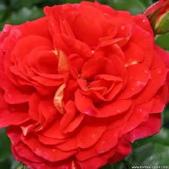 ARBORIX - Kordes rose des fées - rosa 'gebrüder grimm'®