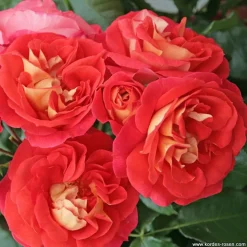 ARBORIX - Kordes rose des fées - rosa 'gebrüder grimm'®