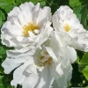 ARBORIX - Kordes-rugosa - rosa 'white roadrunner'®