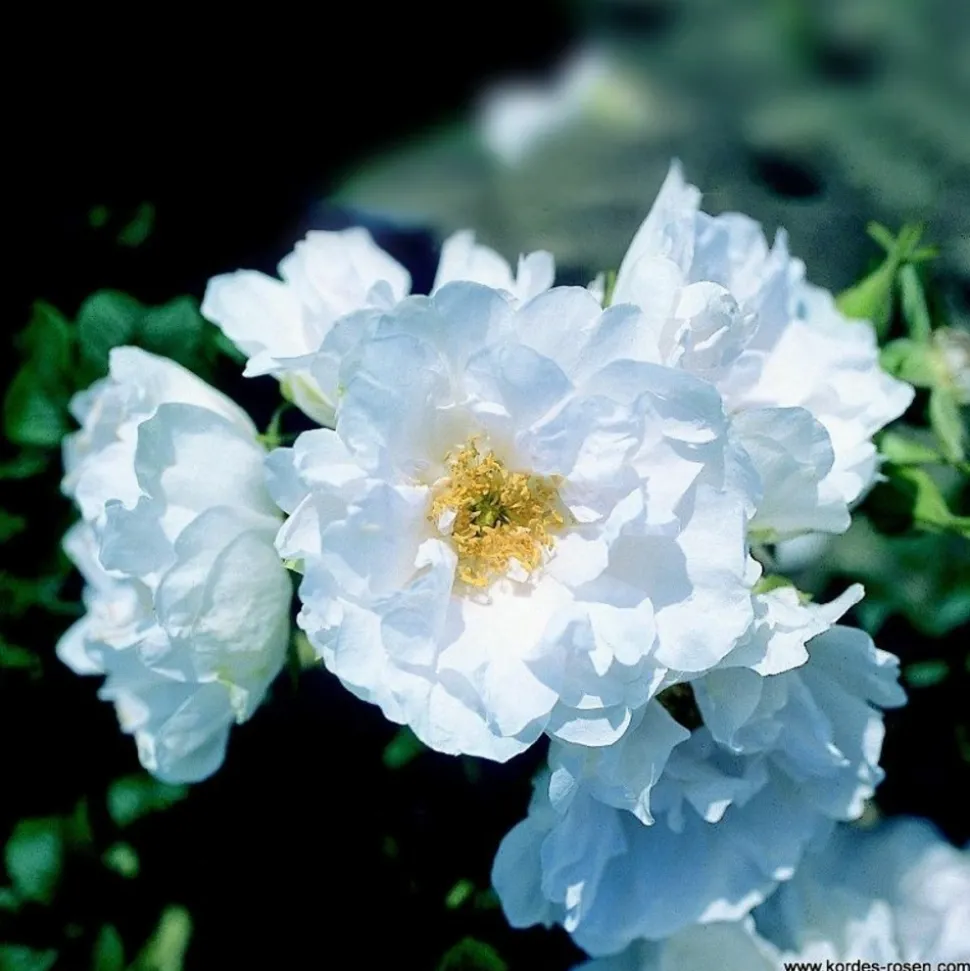 ARBORIX - Kordes-rugosa - rosa 'white roadrunner'®