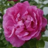ARBORIX - Kordes-rugosa - rosa 'purple roadrunner'®