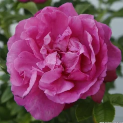 ARBORIX - Kordes-rugosa - rosa 'purple roadrunner'®