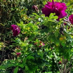 ARBORIX - Kordes-rugosa - rosa 'purple roadrunner'®