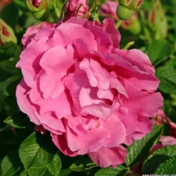 ARBORIX - Kordes-rugosa - rosa 'romantic roadrunner'®