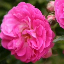 ARBORIX - Rose pleureuse - rosa 'dorothy perkins'