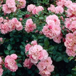 ARBORIX - Rosier couvre-sol - rosa 'bonica'®