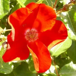 ARBORIX - Rosier couvre-sol - rosa 'apache'