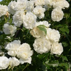 ARBORIX - Rosier grimpante - rosa 'madame alfred carriere'