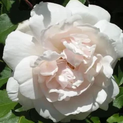 ARBORIX - Rosier grimpante - rosa 'madame alfred carriere'