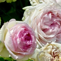 ARBORIX - Rosier grimpante - rosa 'pierre de ronsard'