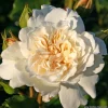 ARBORIX - Rosier kordes - rosa 'petticoat'®