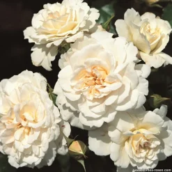 ARBORIX - Rosier kordes - rosa 'petticoat'®