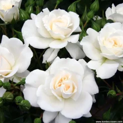 ARBORIX - Rosier kordes - rosa 'petticoat'®