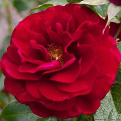 ARBORIX - Rosier kordes - rosa 'bordeaux'®