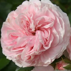 ARBORIX - Rosier kordes - rosa 'larissa'®