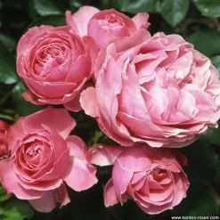 ARBORIX - Rosier kordes - rosa 'larissa'®