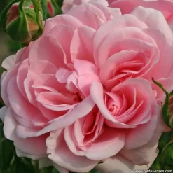ARBORIX - Rosier kordes - rosa 'home and garden'®